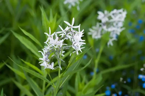 Amsonia illustrerende
