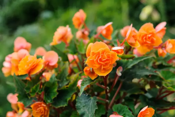 Begonia „Madame Richard Galle“