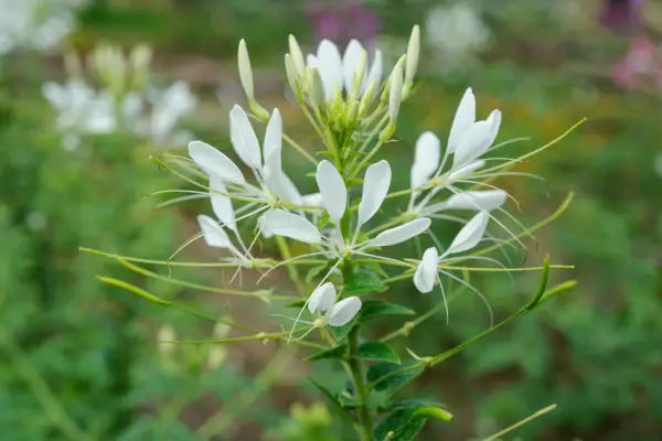 קלום 'הלן קמפבל'