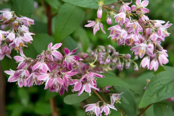 Deutzia x hybrida 'Strawberry Fields'