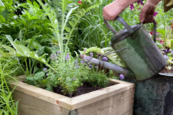 Watering plants in a large container