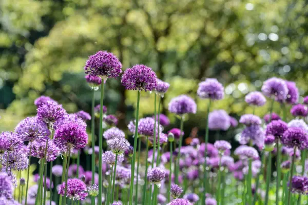 An array of purple alliums