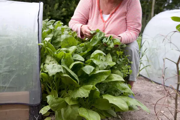 Picking spinach leaves