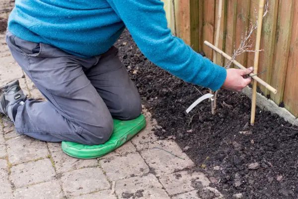 Kneeling on a cushioned kneeling pad to garden more comfortably