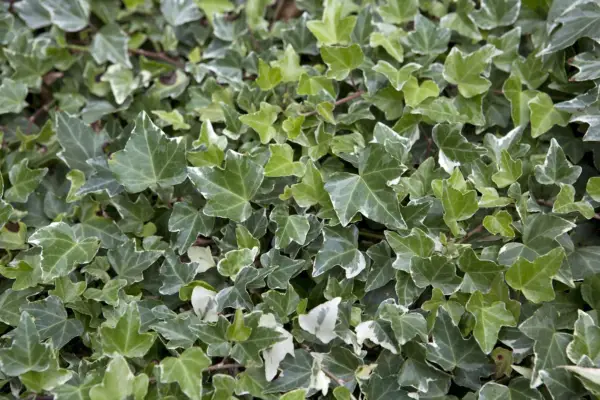 Hedera Helix