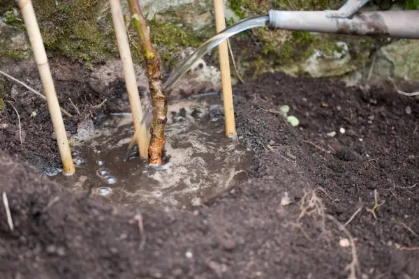 Planting and watering a peach tree