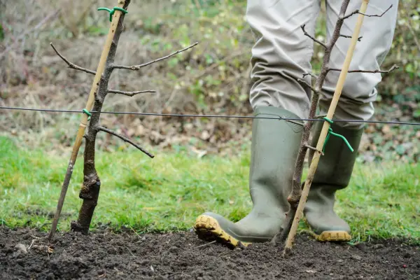 Firming in newly planted apple trees