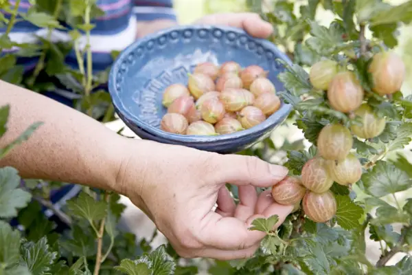 과일 나무와 덤불을 사는 방법