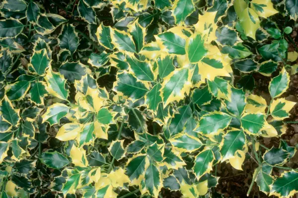 Ilex x altaclerensis „Złoty król”