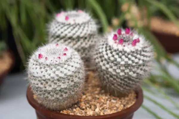 Mammillaria Hahniana