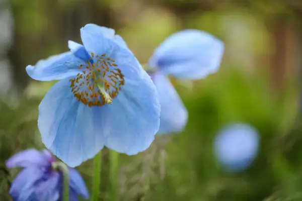 Meconopsis Baileyi