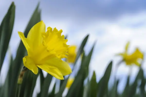 Narcyz „holenderski mistrz”