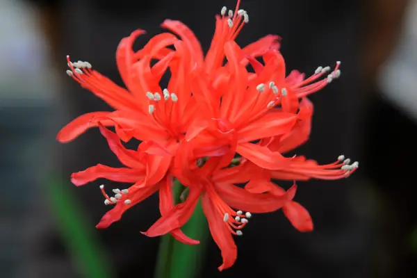 נרין 'קשת אדום'