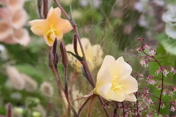 Oenothera Odorata 'Deply Delight'