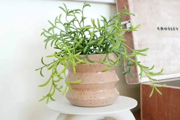 최고의 하우스 식물을위한 우리의 선택