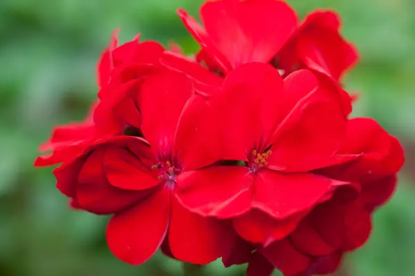 Pelargonium 'Calliope Dark Red'