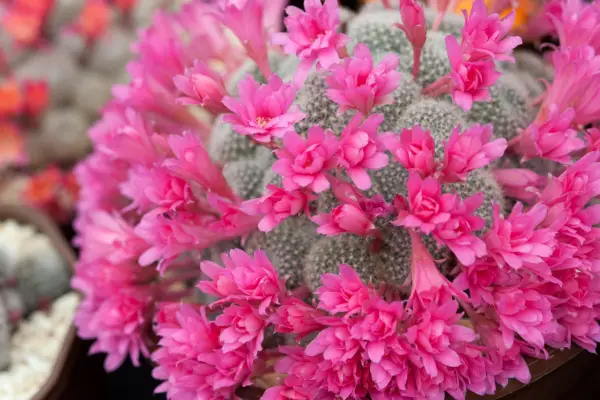 Tilbakevisning 'Louisa'