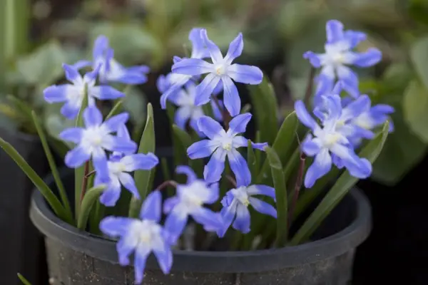 Winterblutung Glühbirnen