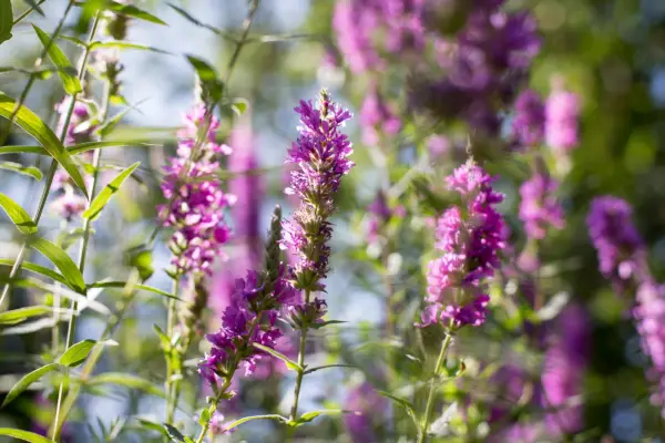 Purple loosestrife, Lythrum salicaria