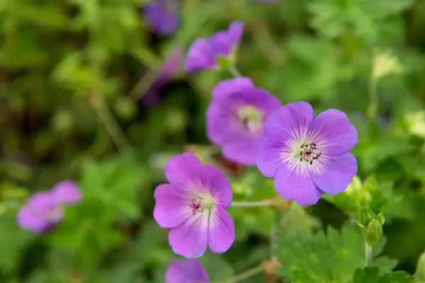 Hardy geranium 