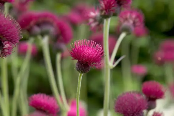 Cirsium rivulare