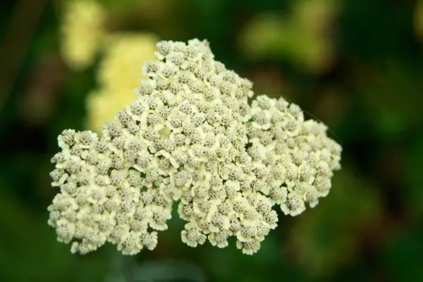 Achillea chrysocoma flowerhead