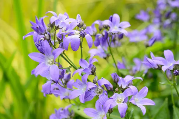 Campanula lactiflora in flower