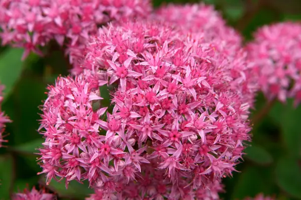 Sedum, Hylotelephium spectabile