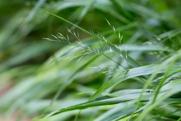 Japanese forest grass, Hakonechloa macra