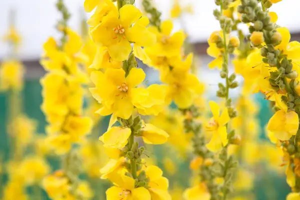 Dark mullein, Verbascum nigrum