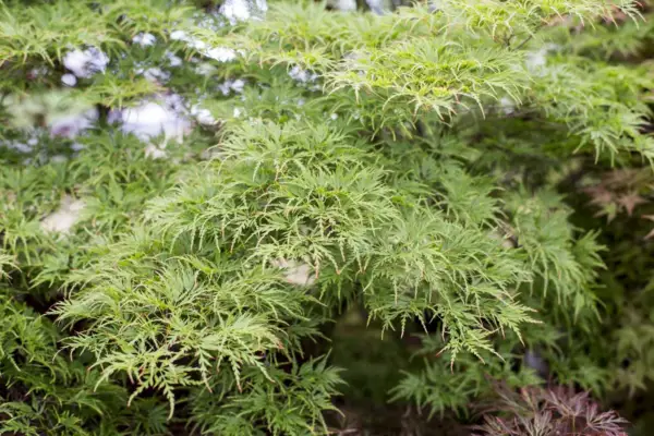Acer palmatum var. Disektum 'seiryu'