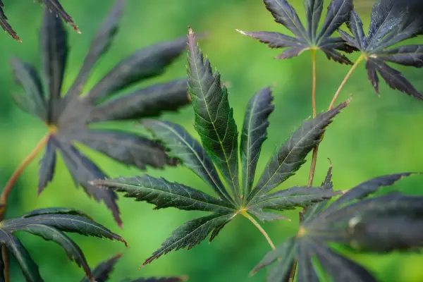 Acer Palmatum 'Trompenburg'