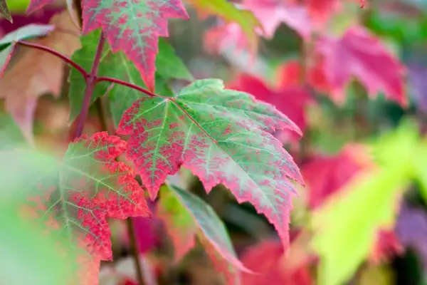 Acer Rubrum 'Northwood'