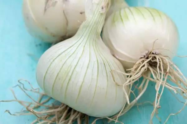 Allium Cepa 'כדור שלג'