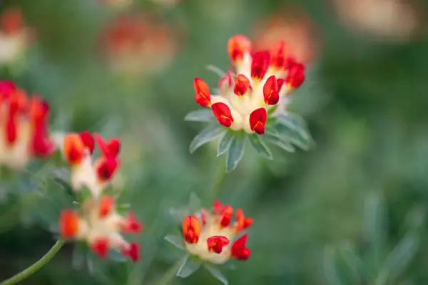 Anthyllis vulneraria var. coccinea