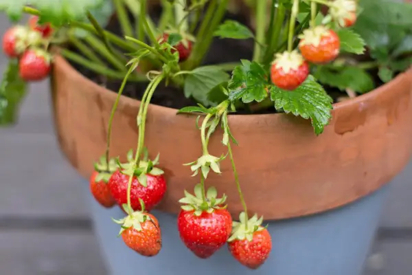 Strawberries in a terracotta pot