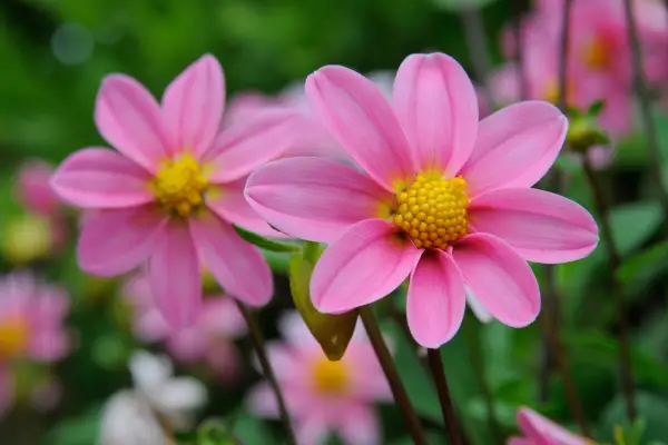 Dahlia „Topmix Pink”