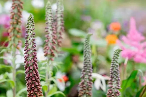 Digitalis parviflora 'mléčná čokoláda'