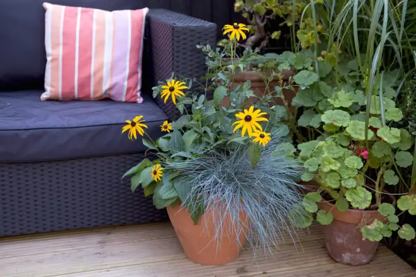 Festuca, rudbeckia and eucalyptus pot