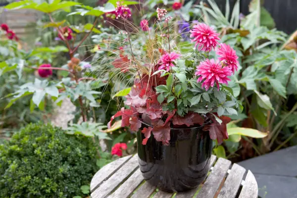 Dahlia, heuchera and carex pot