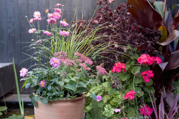 Hylotelephium, Japanese anemones and anemanthele