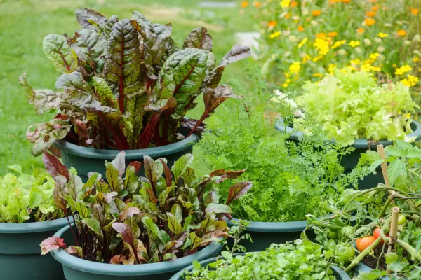 Grouping of containerised crops