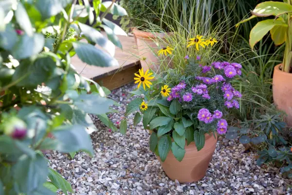 Rudbeckia, symphyotrichum and anemanthele autumn container