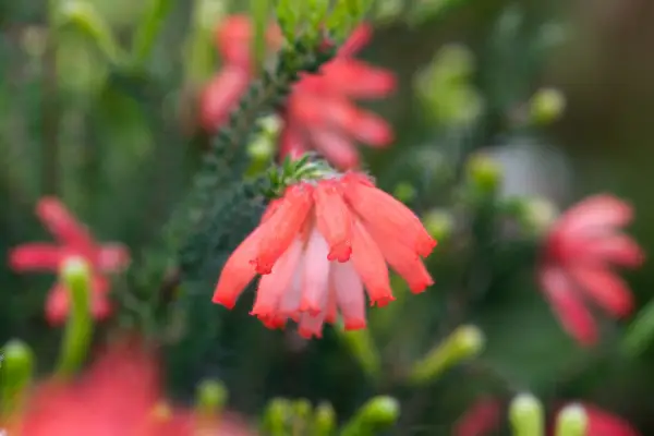 Erica Cerhethoides