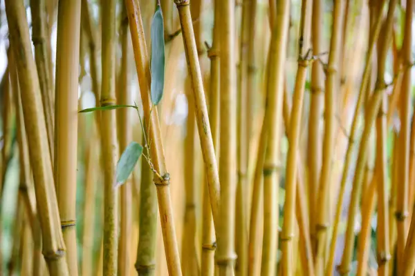 Phyllostachys vivax 