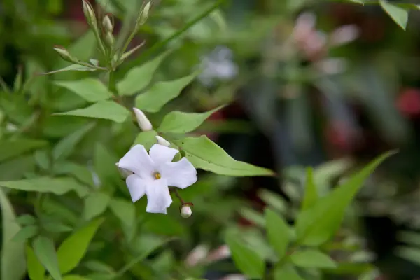 Jasminum officinale