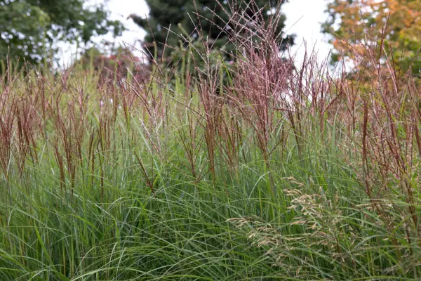 Miscanthus sinensis Kleine Silberspinne