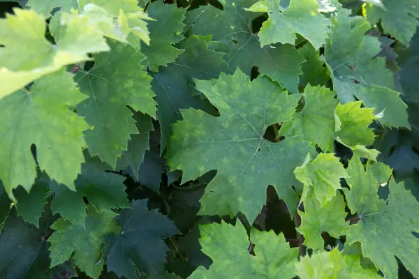 Vitis vinifera