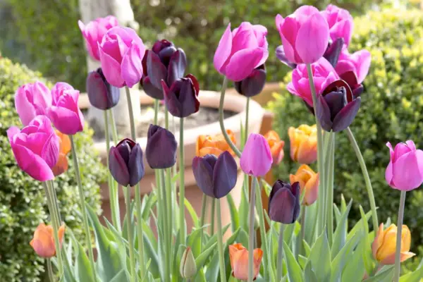 orange-pink-and-purple-tulip-combination-3