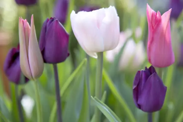 pink-and-purple-tulip-display-3